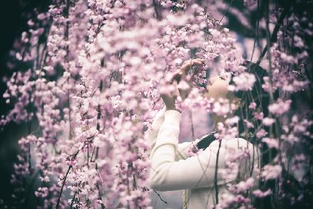 Weeping Cherry