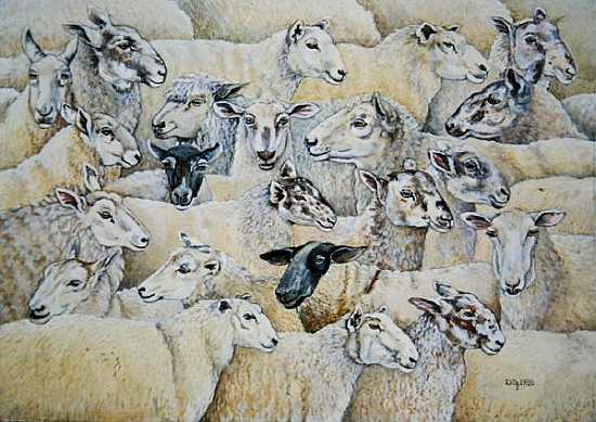 Sheep-Blanket  à Ditz 