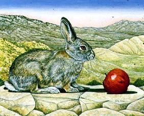 Jan Miller''s Cotton-Tail, 1996 (acrylic on panel) 