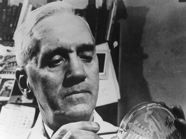 Alexander Fleming (1881-1955) c.1945 (b/w photo)  à Photographe anglais