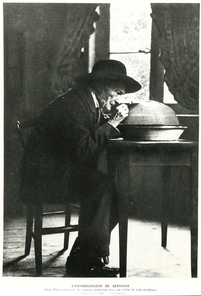 Jean-Henri Fabre (1823-1915) observing insects, from ''Souvenirs Entomologiques'', published in 1924 à Photographe français