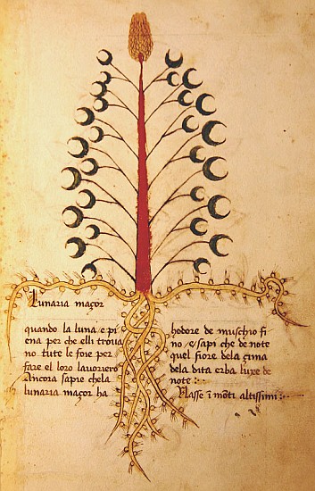 Ms 1591 Fol.13r Herba Lunaria Maggiore à École italienne