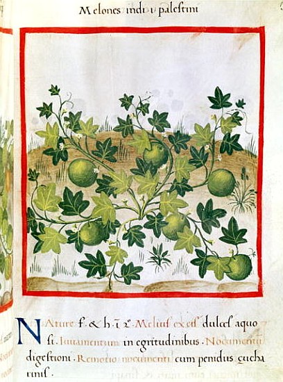 Ms 3054 fol.20 Melons, from ''Tacuinum Sanitatis'' à École italienne