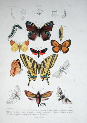 Various butterflies, from 'Dictionnaire Elementaire d'Histoire Naturelle', engraved by Felix, 1842 ( à A. Baron