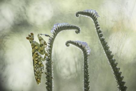 creobroter gemmatus