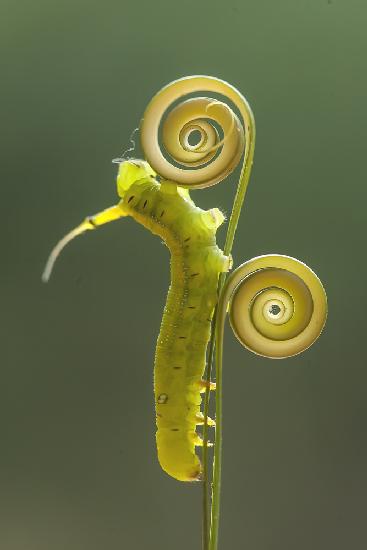 Green Caterpillar