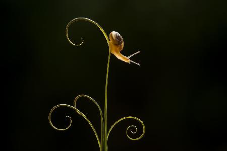 Little Snail on Leaf