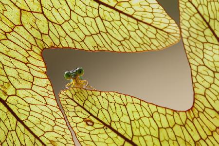 Dragonfly and Leaves of Lukut