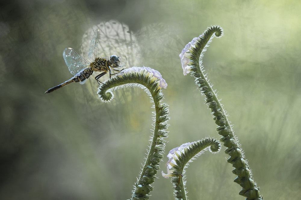 Dragonfly and Wildflowers à Abdul Gapur Dayak