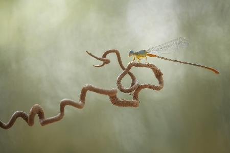 Dragonflies on Branch