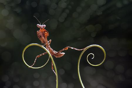 Mantis Fotogenic