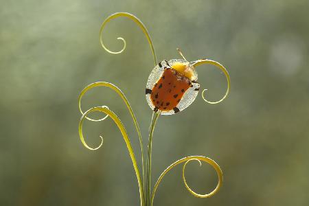 Tortoise Beetle and Leaves