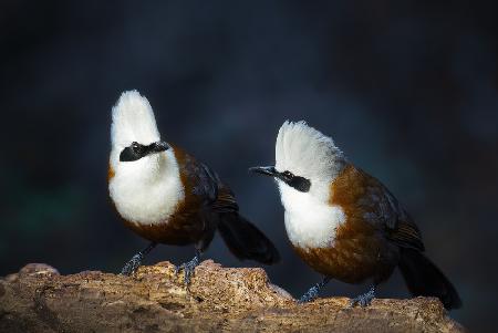 White-crested laughingthrush