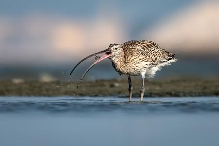 Eurasian Curlew