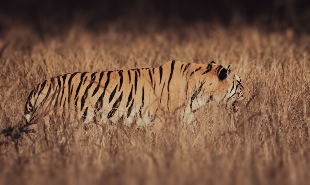 Artistic Tiger Camouflage à Abhinav Sharma