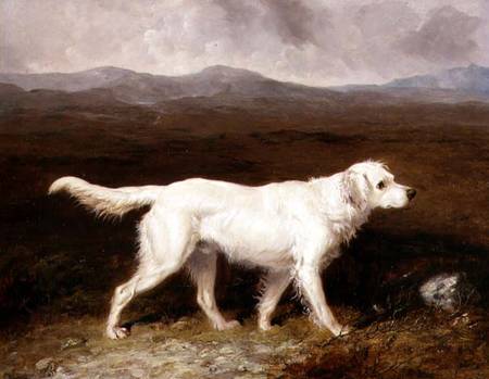 Charles Brett's White English Setter 'Sam' in a Moorland Landscape à Abraham Cooper