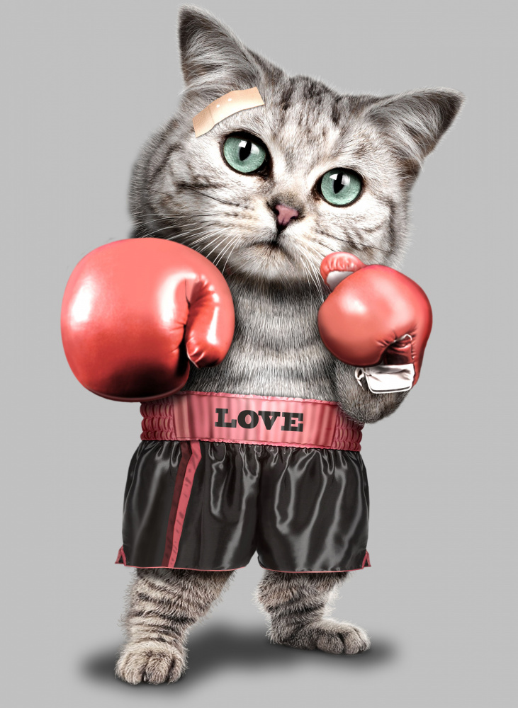 boxing cat à Adam Lawless