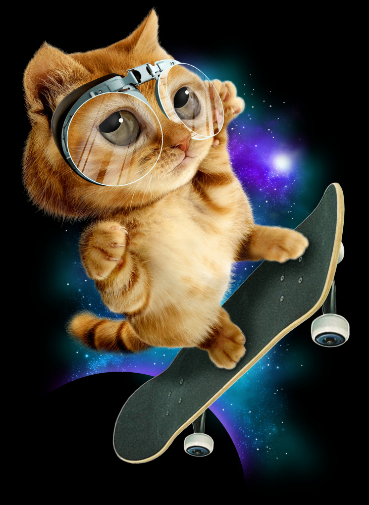cat on skateboard à Adam Lawless