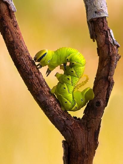 Fluorescence Caterpillar