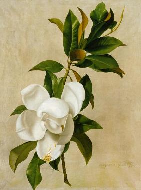 Magnolie