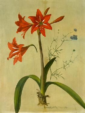 Amaryllis und Gilia