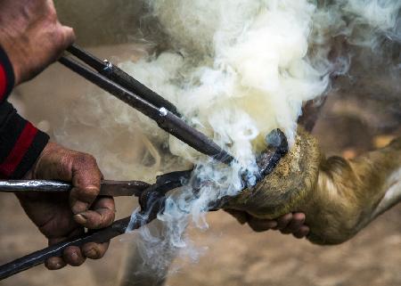 Shoeing a horse