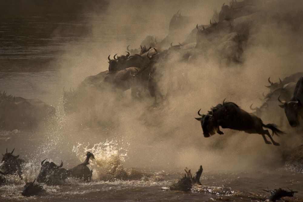 The Great Wildebeest Migration à Adrian Wray