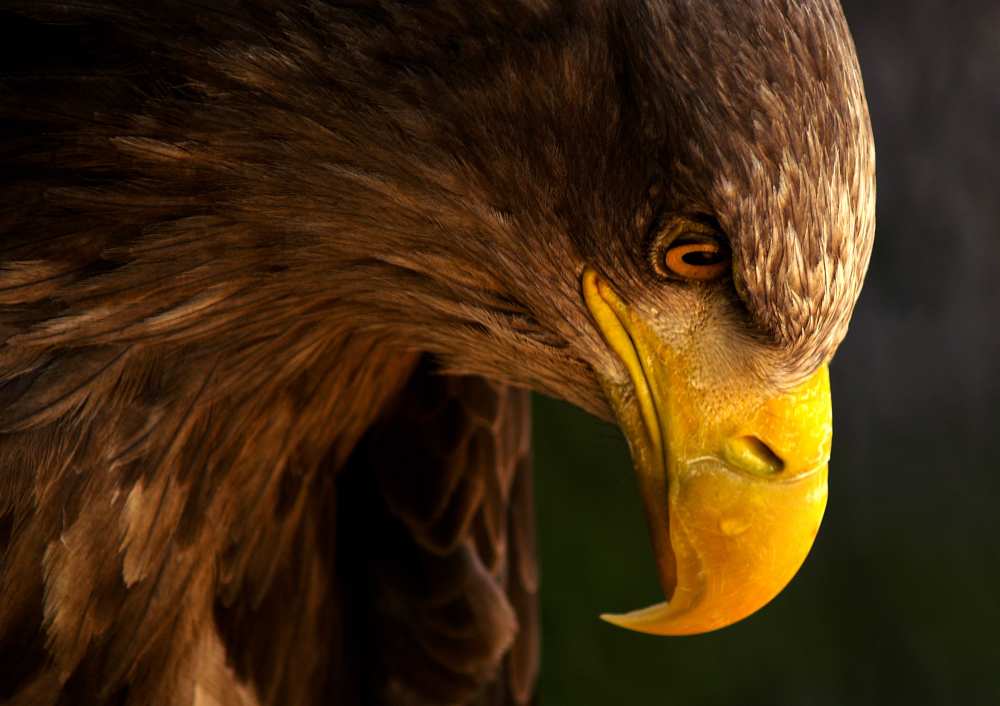 Eagle pursues prey à Adriana K.H.