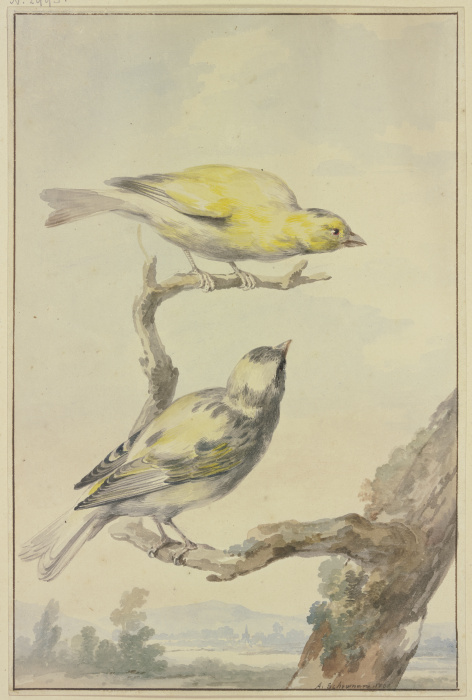 Two canaries à Aert Schouman