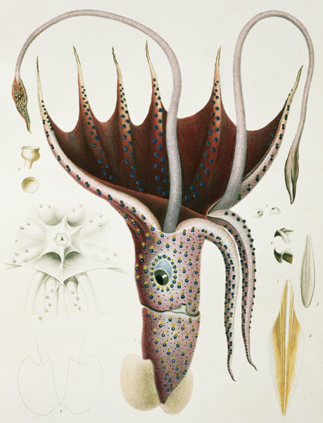 Squid, Pl.2 from ''Histoire Naturelle Generale et Particuliere des Cephalopodes Acetabuliferes'', pu à (d'après) Antoine Chazal