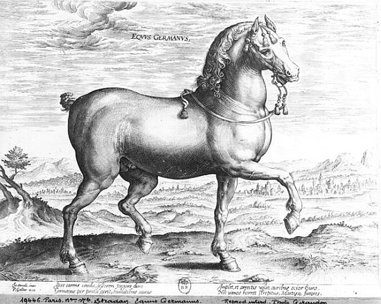 Equus Germanus à (d'après) Jan van der (Joannes Stradanus) Straet