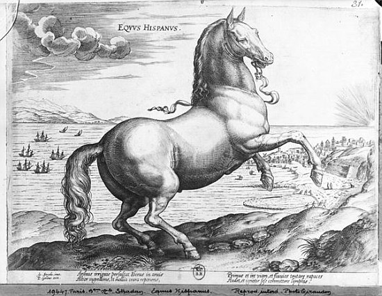 Equus Hispanus à (d'après) Jan van der (Joannes Stradanus) Straet