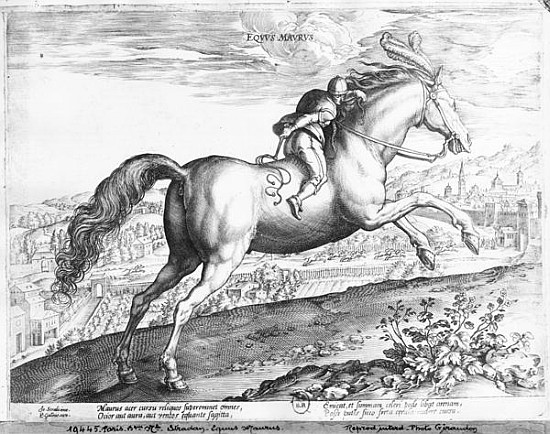 Equus Maurus à (d'après) Jan van der (Joannes Stradanus) Straet