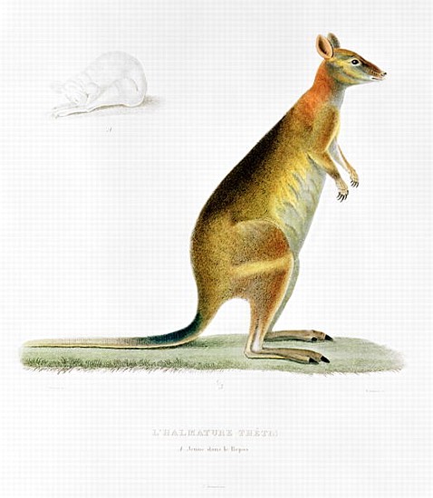 Kangaroo; engraved by Coutant à (d'après) Pancrace Bessa