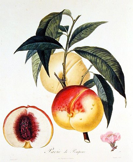 Pavie de Pompone; engraved by Bouquet à (d'après) Pierre Antoine Poiteau