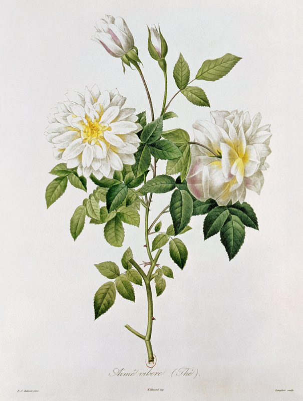 Aime Vibere (Tea) ; engraved by Eustache Hyacinthe Langlois (1777-1837) coloured engraving) à (d'après) Pierre Joseph Redoute