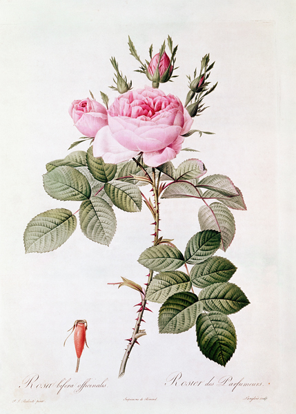 Rosa Bifera Officinalis, from ''Les Roses'' Claude Antoine Thory (1757-1827) ; engraved by Eustache  à (d'après) Pierre Joseph Redoute