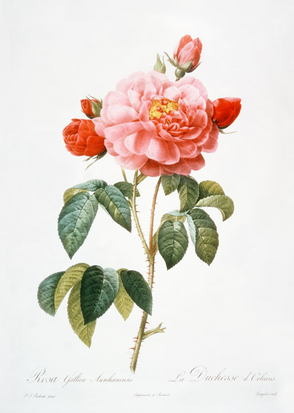 Rosa Gallica Aurelianensis; engraved by Eustache Hyacinthe Langlois (1777-1837) à (d'après) Pierre Joseph Redoute
