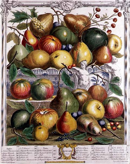 January, from ''Twelve Months of Fruits'', Robert Furber (c.1674-1756) ; engraved by  Gerard Vanderg à (d'après) Pieter Casteels