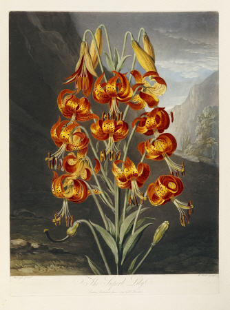 The Superb Lily à (d'après) Robert John Thornton