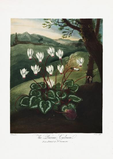 The Persian Cyclamen from The Temple of Flora (1807)
