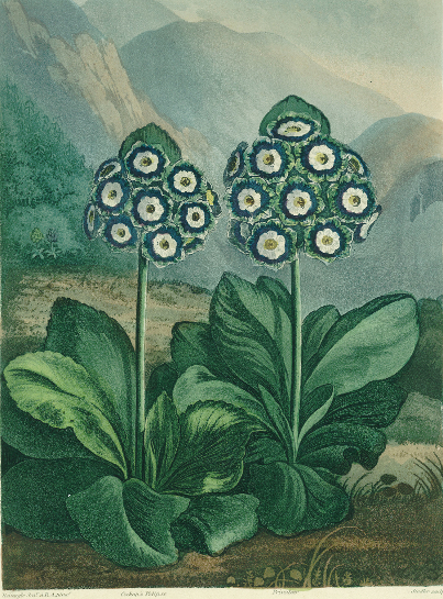 Primrose: Primula auricula, engraved by Sutherland, from Robert Thornton's "Temple of Flora" 1807, c à (d'après) Robert John Thornton