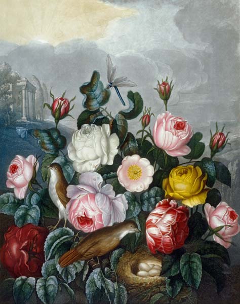 Roses / Aquatint after Thornton 1805 à (d'après) Robert John Thornton