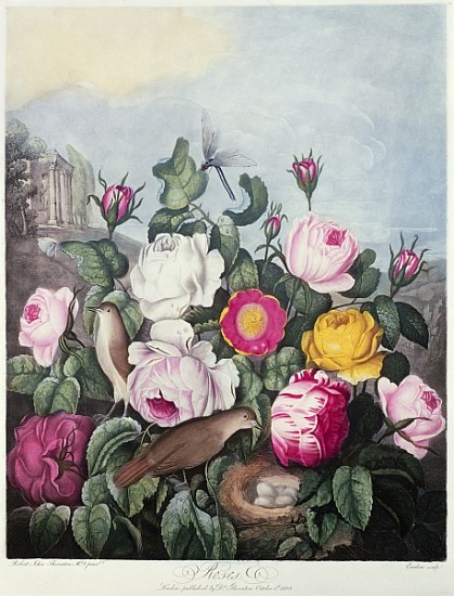 Roses; engraved by Earlom, from ''The Temple of Flora'', by Robert Thornton, pub. 1805 à (d'après) Robert John Thornton