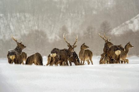 Hokkaido Winter