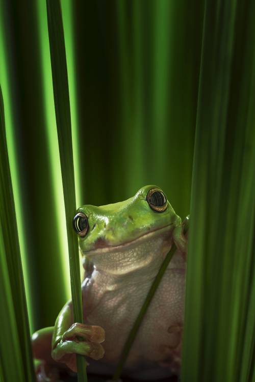 Green Frog à Ahmad Gafuri