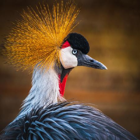 Black crowned crane