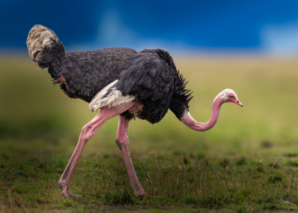 Common ostrich à Ahmed Elsheshtawy