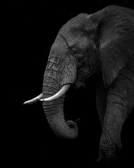 BW elephant