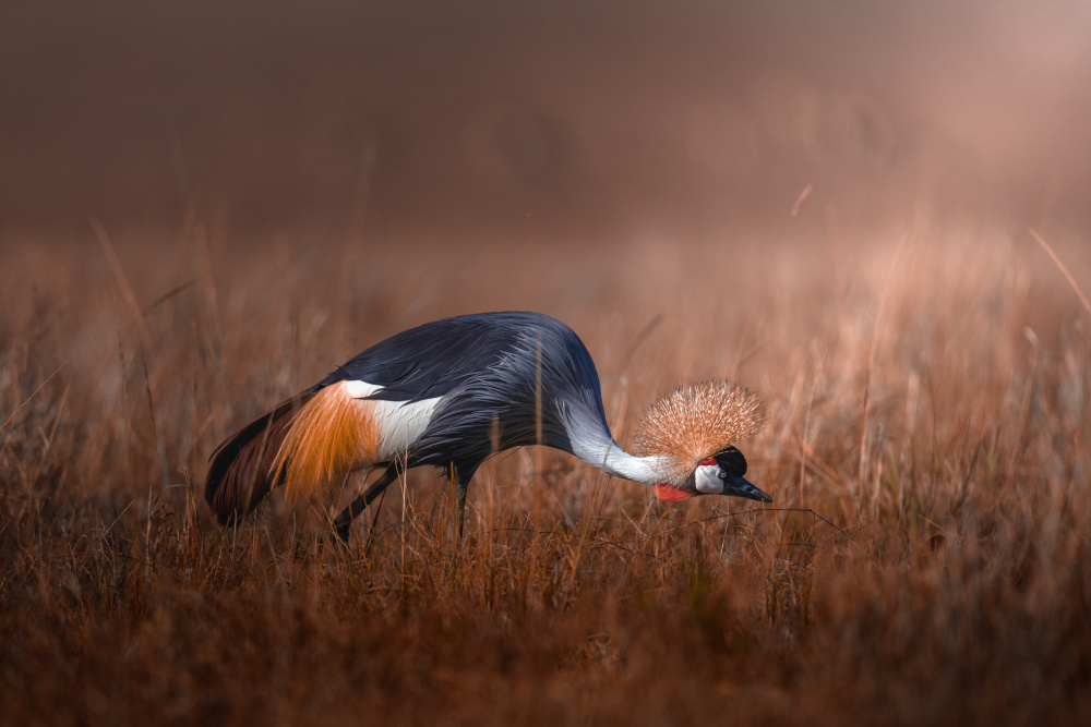 Black crowned crane à Ahmed Sobhi